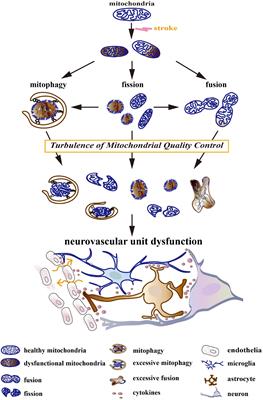 Mitochondrial Quality Control: A Pathophysiological Mechanism and Therapeutic Target for Stroke